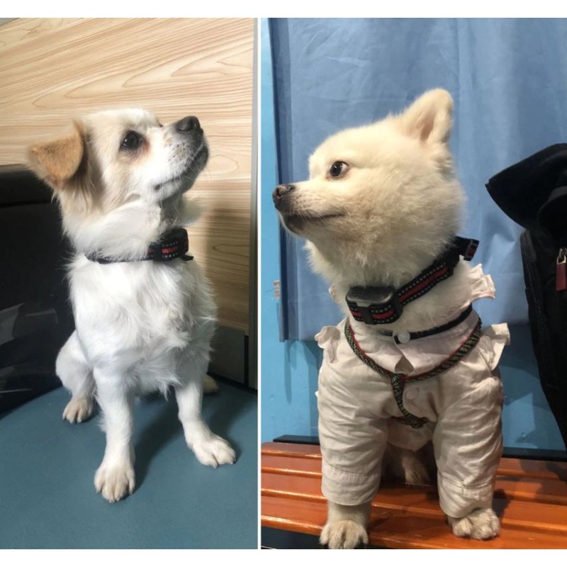 Ошийник антилай з електрошоком для маленьких і середніх собак DOBE DB 60, акумуляторний, інтелектуальний