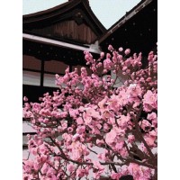 Картина за номерами Art Craft Японська вишня 40*50 см Різнокольоровий 10527-AC Картина за номерами Art Craft Японська вишня 40*50 см Різнокольоровий 10527-AC