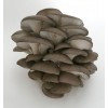 Міцелій грибів Гливи 1 кг (hub_g7g00f) в інтернет супермаркеті PbayMarket!