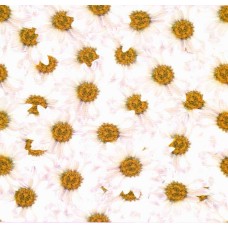 Фотошпалери Ніка Ромашки ніжність 140х145