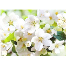 Фотошпалери Престиж №10 272х196