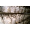 Міцелій Еринги зерновий 6 кг Королівська степова глива Mine (hub_hgy1nd) в інтернет супермаркеті PbayMarket!