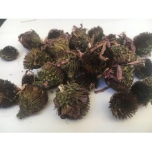 Трави Карпати Ехінацея пурпурна 50 г