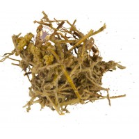 Сухоцвіт болотний-Сушениця (трава) Карпати 50 гр