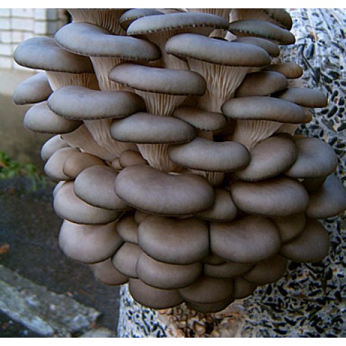 Міцелій грибів Гливи 1 кг (hub_g7g00f) в інтернет супермаркеті PbayMarket!