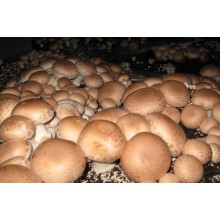 Грибна коробка Королівського Коричневого печериці Готовий набір для вирощування грибів Сімейний 30 х 30 см (hub_oWzz59572)