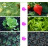 Фітолампа світлодіодна для рослин Plant GrowLight-3 із таймером чорна