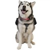 Рюкзак для собак Ultimate Direction Dog Vest M Black (1012-80469820-BK-M)