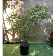 Великий японський клен Rovinsky Garden Japanese maple, acer palmatum Aka Shigitatsu Sawa, 2м, об'єм горщика 25л (RG028)