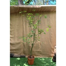 Великий японський клен Rovinsky Garden Japanese maple, acer palmatum Osakazuki, 2 - 2,5м, об'єм горщика 20л (RG039)