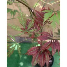 Великий японський клен Rovinsky Garden Japanese maple, acer palmatum JJ, 2м, об'єм горщика 20л (RG038)
