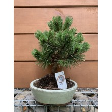 Бонсай Японська сосна Rovinsky Garden Bonsai Pinus thunbergii, висота 25 - 35см, об'єм горщику 0,75л